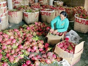 Blue dragon fruit being packed in Quon Long Commune of Cho Gao District in Tien Giang Province (Photo: VNA)
